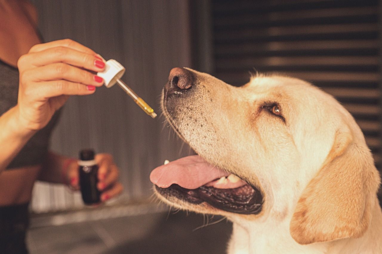 Dlaczego Twojemu psu może przydać się suplementacja olejkami CBD?